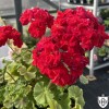 Pelargonium 'IV-Koroleva Birmi' - Pelargoon 'IV-Koroleva Birmi' P9/0,55L